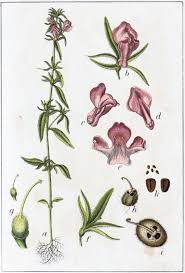 Image result for Misopates