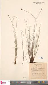 Image result for Brachyachne patentiflora