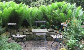 Farne Im Garten Sichtschutz Google Search Farne Garten Garten Pflanzen