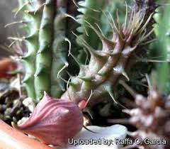 Image result for Huernia aspera