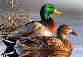 Mallard Ducks Duck Photo Duck Art Pet Birds