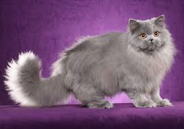These sympathetic animals are purebred breeds, not breeds that were later produced through cat producers. British Longhair All You Need To Know About British Longhair Cat Pet Rescue Blog
