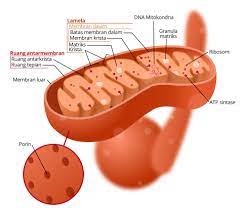 Fungsi mitokondria adalah dalam penyediaan energi aktivitas sel. Mitokondria Wikipedia Bahasa Indonesia Ensiklopedia Bebas