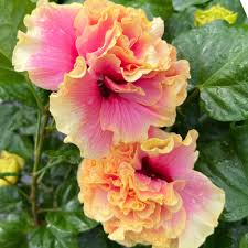 Image result for Hibiscus