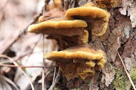 Image result for Phellinus gilvus