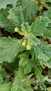 Image result for Pedalium