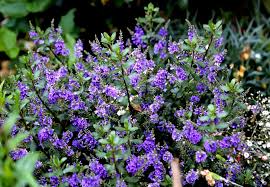 Image result for shrubby veronica hebe