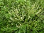 Image result for Ocimum fimbriatum