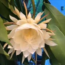 Pin On Birth Flower Collection