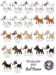 Proper Bull Terrier Colors And Codes Strictly Bull Terriers
