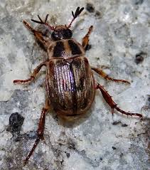 Image result for Calvoa orientalis