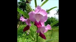 Image result for Sesamum parviflorum
