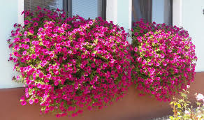 Image result for foto surfínie