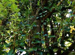 Image result for Elaeodendron croceum