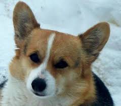 How long does the corgi beagle mix live? Corgi 3 Corgi Pembroke Welsh Corgi Breeders Corgi Breeders