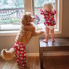 Bir Ailenin Sahiplendigi Kopek Ve Evlat Edindigi Cocuk Arasindaki Arkadaslik Friendship Between A Dog Owned By A Family And Kopek Labradoodle Bebek Kopekler