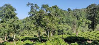 Image result for Maesopsis eminii