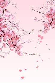 Vishnevyj Cvet Plakat Spravochnyj Material Cherry Blossom Art Cherry Blossom Wallpaper Sakura Flower