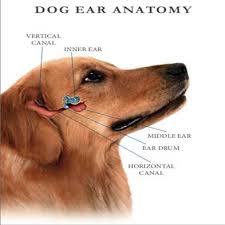 Image result for mold in the ear dog