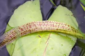 Image result for Ottelia kunenensis