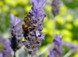 Dewey pest & termite control—santa monica. Stinging And Biting Bugs Of Summer M Online