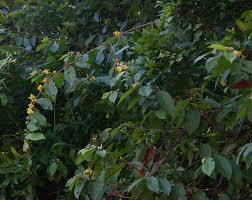 Image result for Grewia forbesii