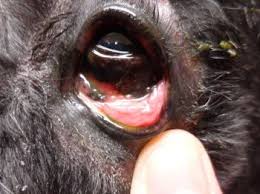 Image result for cuterebriasis in dogs