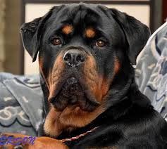 Find rottweiler puppies for sale with pictures from reputable rottweiler breeders. Top 250 Rottweiler Male And Female Dog Names Petpress