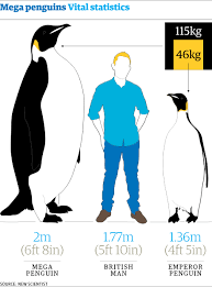 Maybe you would like to learn more about one of these? Giant Penguin Fossil Shows Bird Was Taller Than Most Humans Fossils The Guardian