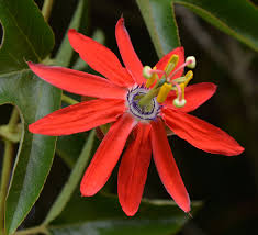 Image result for Passiflora vitifolia