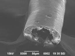 余談 シロクマ、毛｜双子の白クマ赤ちゃん通信 跡地