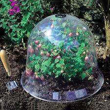 Leave the plastic dome or plastic wrap over the seed starting tray until the seeds germinate and the tiny seedlings appear. Garden Cloche Dome Plant Bell Plant Covers Garden Decor Plant Protector Cover Shopee Mexico