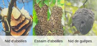 Check spelling or type a new query. J Ai Un Nid D Abeilles Ou De Guepes A La Maison Quoi Faire