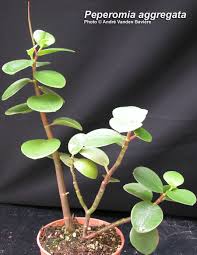 Image result for Peperomia fernandopoiana