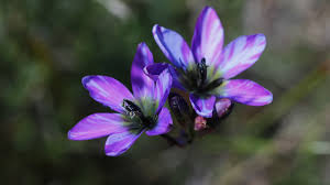 Image result for Gladiolus trichonemifolius