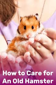 Syrian hamsters always need to be housed separately as they fight if they are together. How To Care For An Old Hamster Hamsters 101