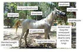 Weitere pferdebilder sind auf der seite pferd zu finden. Arabian Horse With Distinguish Characteristics Download Scientific Diagram