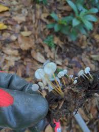 Image result for Strobilurus conigenoides