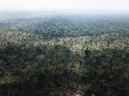 Amazon Fires 8 Ways You Can Help Stop The Rainforest Burning