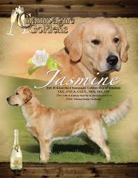 Our primary goal is to improve the breed through informative meetings, membership gatherings, and special events. Champagne Goldens Golden Retrievers Santa Teresa New Mexico