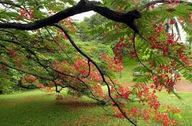 Maybe you would like to learn more about one of these? Get To Know These 9 Well Known Heritage Trees Environment News Top Stories The Straits Times