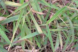 Image result for Melinis minutiflora