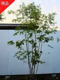 アオダモ 3m 価格