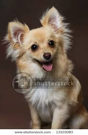 The price of a pomchi is not that much less than its purebred parents because it is such a lovable and desirable pet. Cute Little Chihuahua Pomeranian Mix Dog On Brown Background By Photohunter Via Shutterstock Pomeranian Mix Pomeranian Chihuahua Mix Pomeranian Mix Puppies