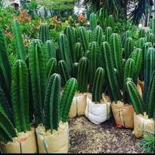 Semakin unik, maka harga jualnya akan semakin. Kaktus Koboi Kaktus Unik Tanaman Hias Bibit Kaktus Lazada Indonesia