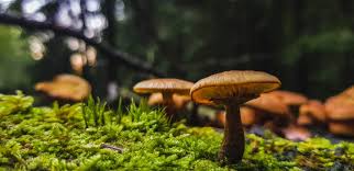 Cela revêt un aspect ludique très. Pourquoi Ramasser Les Champignons En Fonction De La Lune