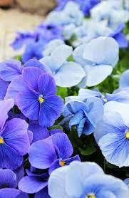 Purple Violets Flower Garden Plans Violet Flower Beautiful Flowers
