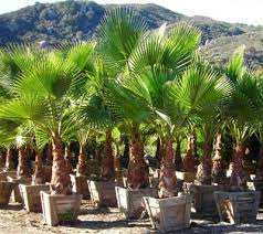Washingtonia Robusta Palm Trees Landscaping Washingtonia Robusta Small Palm Trees