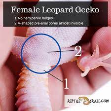 Genjer mungkin terdengar kurang familier buat see more of genjer on facebook. Is Your Leopard Gecko A Boy Or A Girl How To Find Out Reptile Craze