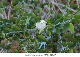 Image result for Capparis erythrocarpos